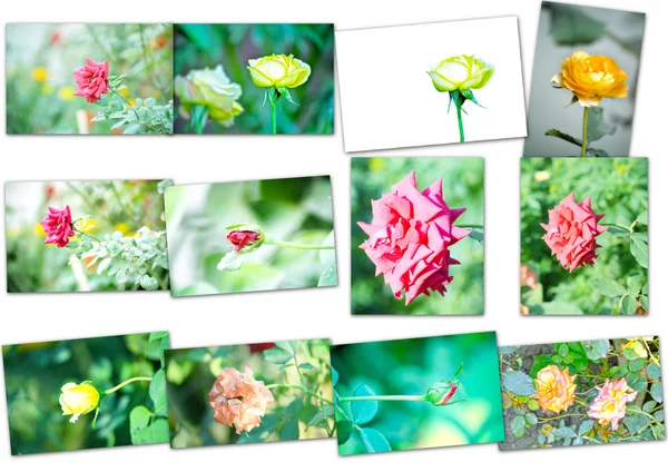 Koláž z růžových květů — Stock fotografie
