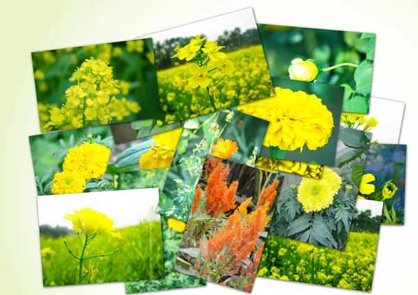 Collage av blommor — Stockfoto