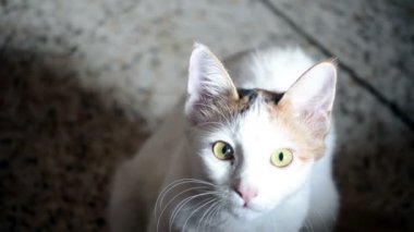 Genç bir kedi closeup