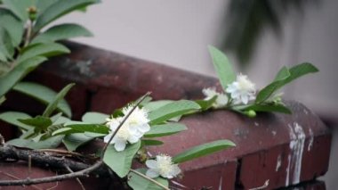 Böcek tozlaşma Rose elma çiçeği