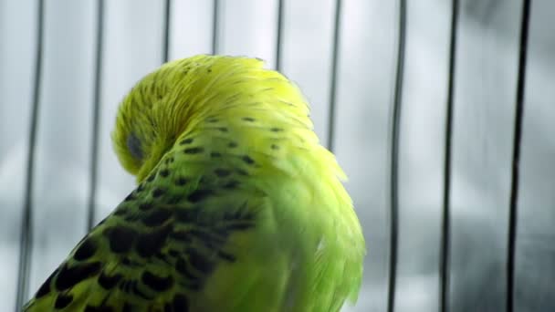 Green Parrot — Stock Video