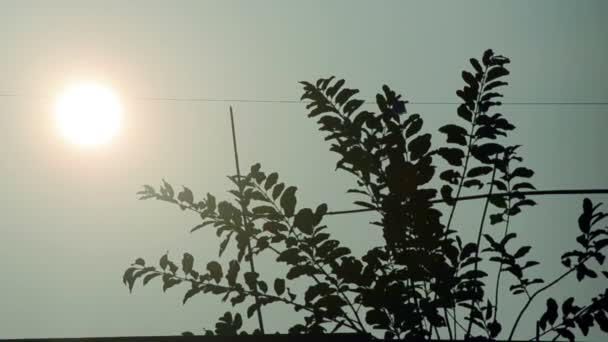 Sun mezi čisté ranní obloze — Stock video
