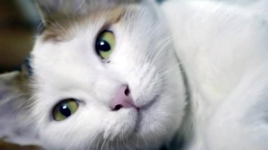 Sarı gözlü genç bir kedi closeup