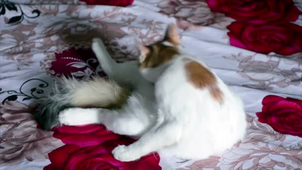 Close-up van een jonge kat met gele ogen — Stockvideo