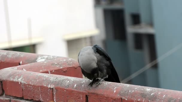 Materiał bardzo zbliżenie carrion Crow na beton na pelet — Wideo stockowe