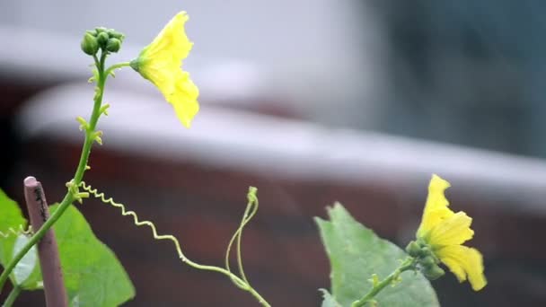 Цветок, качающийся на ветру во время дождя — стоковое видео
