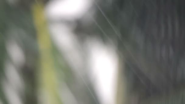 Βροχή σε φόντο πράσινο φύλλο — Αρχείο Βίντεο