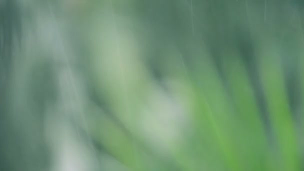 Lluvia sobre fondo de hoja verde — Vídeos de Stock