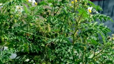 Arka plan beyaz renk çiçek yeşil yapraklar