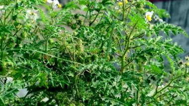 Arka plan beyaz renk çiçek yeşil yapraklar