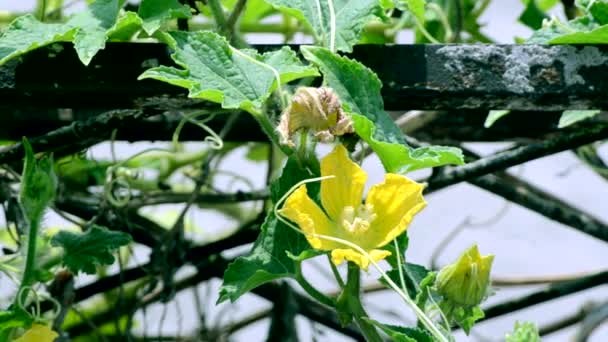 Flor balanceándose en el viento — Vídeos de Stock