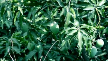 Rüzgarda sallanan mango ağacı yaprak