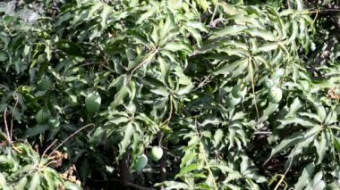 Rüzgarda sallanan mango ağacı yaprak