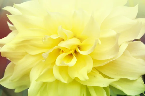 Barva žlutá květina v zahradě zajat velmi detailním — Stock fotografie