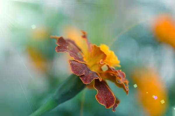 日光と庭のキャプチャされた非常にクローズ アップでピンク色の花 — ストック写真