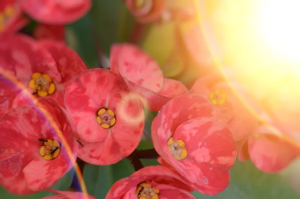 Pink color flowers in the garden captured very closeup — Stock Photo, Image