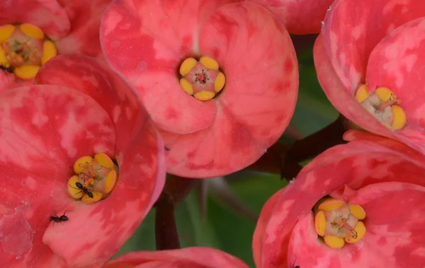 Roze kleur bloemen in de tuin gevangen zeer close-up — Stockfoto