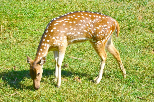 Cervo-de-cauda-branca no campo — Fotografia de Stock