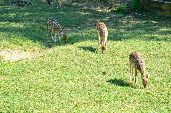 Whitetail ελάφια doe στο πεδίο — Φωτογραφία Αρχείου