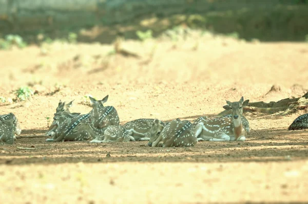 필드에 whitetail 사슴 암컷 — 스톡 사진