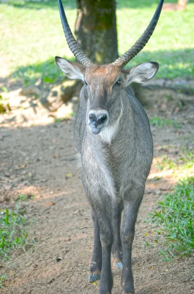 Cervos no campo, muito de perto . — Fotografia de Stock