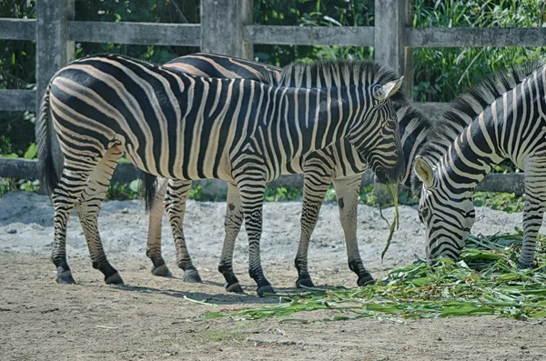 Muito perto da Zebra Africana — Fotografia de Stock