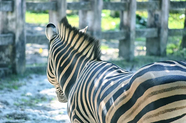 アフリカのシマウマの非常にクローズ アップ — ストック写真