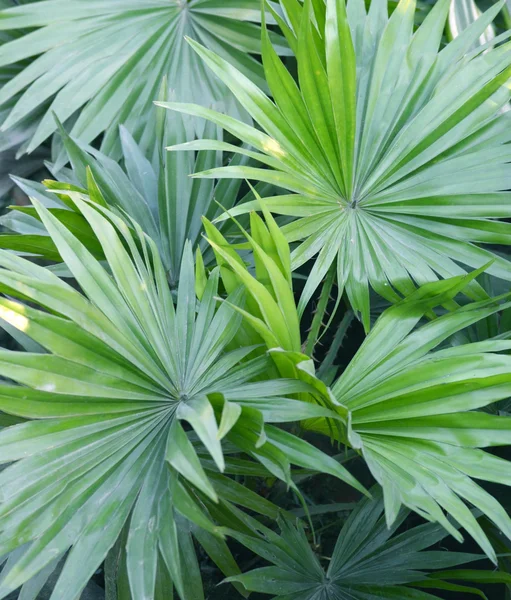Grüne Palmblätter sehr Nahaufnahme. — Stockfoto
