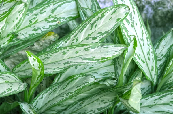 Natürliche Blatt Hintergrund aus der Natur eingefangen — Stockfoto