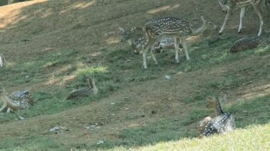 Ayakta, kahverengi sika geyiği full Hd