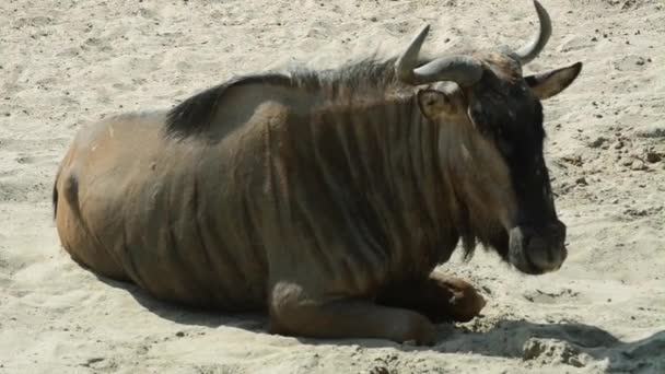 De koe verblijf donwn stier of zitten in het veld volledige Hd — Stockvideo