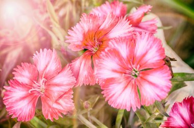 Güzel pembe renk Çiçek bahçesinde yakın çekim