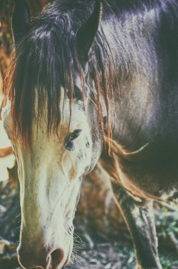 Güzel bir atın yakın portresi.