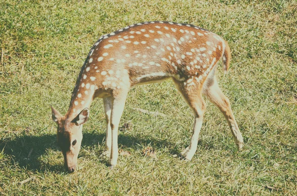 Portrait rapproché du cerf dans le champ forestier — Photo