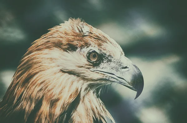 Крупный план американского орла — стоковое фото
