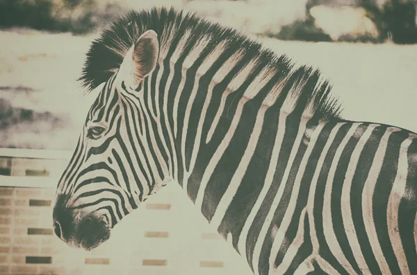 Закрыть портрет зебры в зоопарке — стоковое фото
