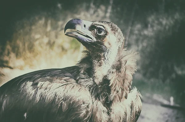 Close up portrait of majestic steppe eagle — Stock Photo, Image