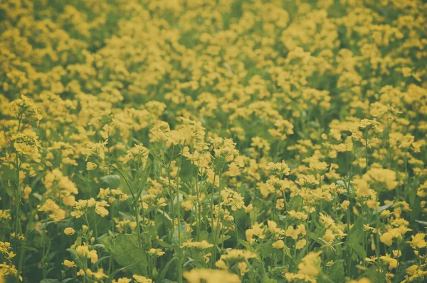 庭に美しい黄色の花のクローズ アップ — ストック写真