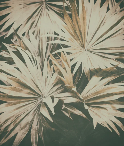 Yeşil palmiye yaprağı çok tatlı. — Stok fotoğraf
