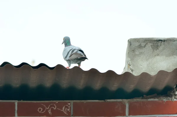 Pomba branca contra o conceito de céu para liberdade, paz e espiritualidade — Fotografia de Stock