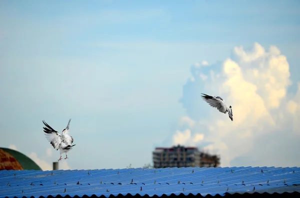 Özgürlük, barış ve maneviyat için gökyüzü kavram karşı beyaz güvercin