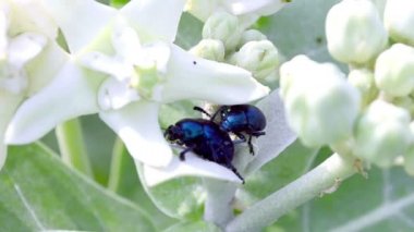 Böcekler üzerinde beyaz çiçekler