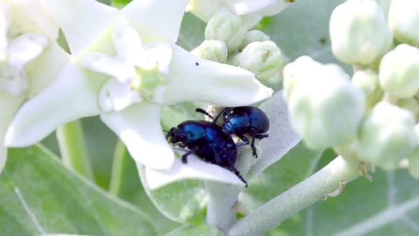 Hmyz na bílé květy — Stock video