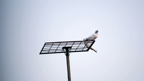 Dove on blue sky — Stock Video