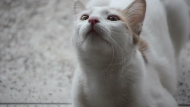 Porträtaufnahmen der Katze — Stockvideo