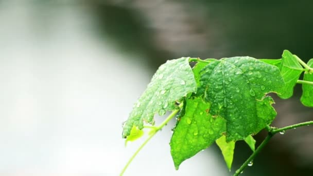 Folha molhada de um arbusto depois da chuva — Vídeo de Stock