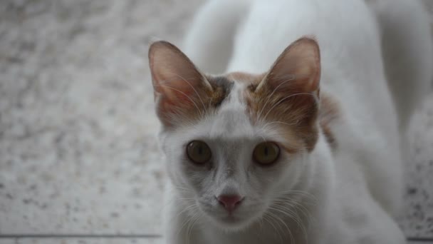 Imagens de retrato de gato — Vídeo de Stock