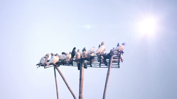 Dove on blue sky — Stock Video