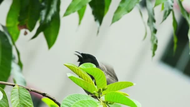 Ritratto di uccello su albero — Video Stock