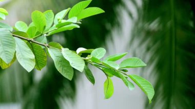 Rüzgarda sallanan yaprak